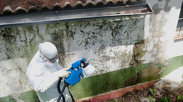 Trusted Crawl Space Mold Removal service in Framingham, MA - Cheap Mold Removal